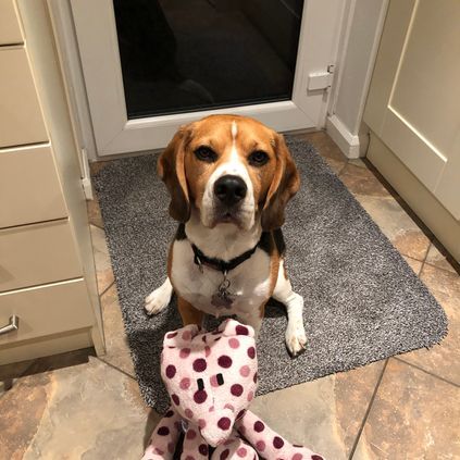 Customer image of Dog