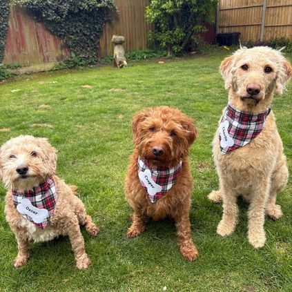 Customer image of Personalised Luxury Tartan Pet Bandana