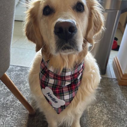 Customer image of Personalised Luxury Tartan Pet Bandana